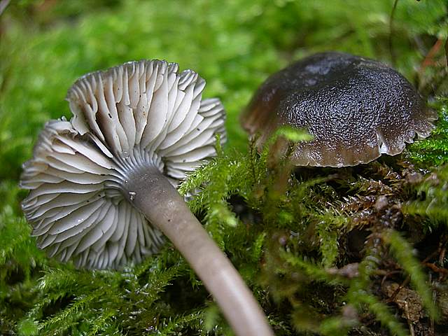 Camarophyllopsis atrovelutina  (Romagn.)  Argaud